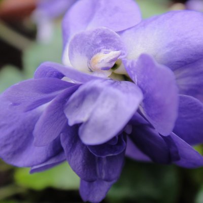 Parme de Toulouse Parma Violet