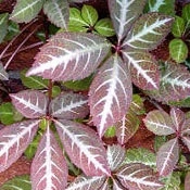 Parthenocissus Henryana