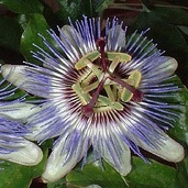 Passiflora Caerulea