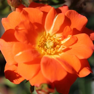 Patio Half Standard Rose Sunseeker