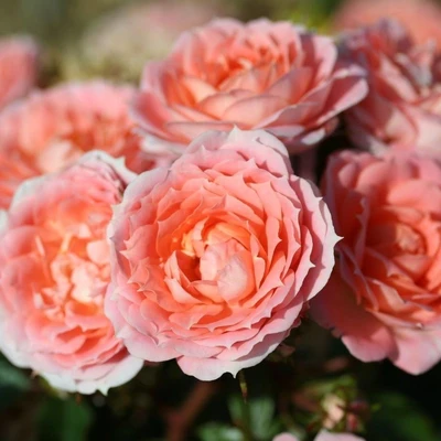 Patio Rose Flower Power