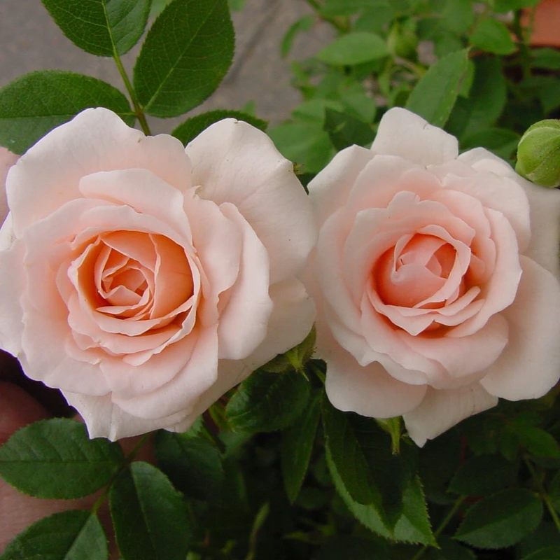 Patio Rose Lovely Bride