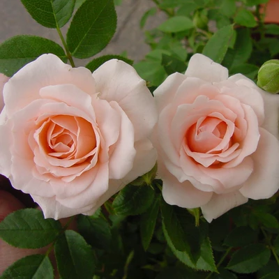 Patio Rose Lovely Bride