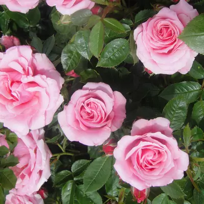Patio Rose Pretty Polly