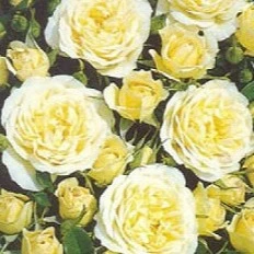 Patio Rose Sweet Memories