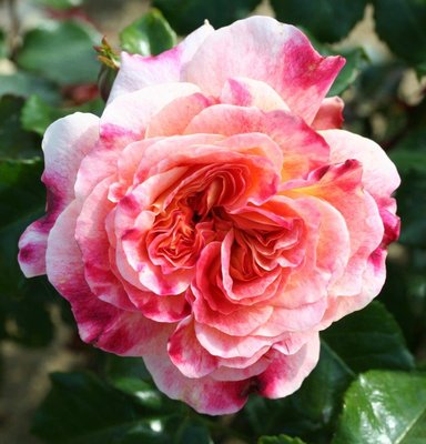 Patio Standard Rose Designer Sunset