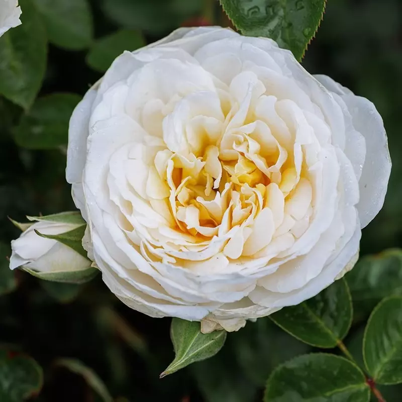 Patio Standard Rose White