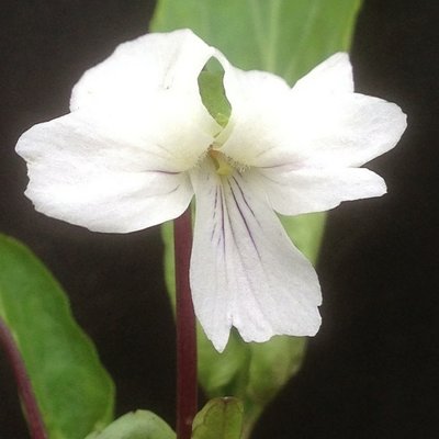 Viola mandschurica 'Patrinii'