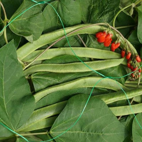 Pea & bea net 2x10mt