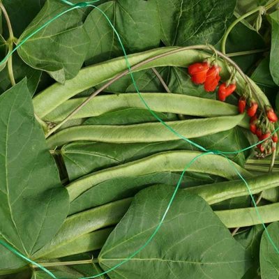 Pea & bea net 2x10mt
