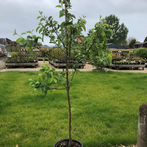 Pear Concorde, QE rootstock