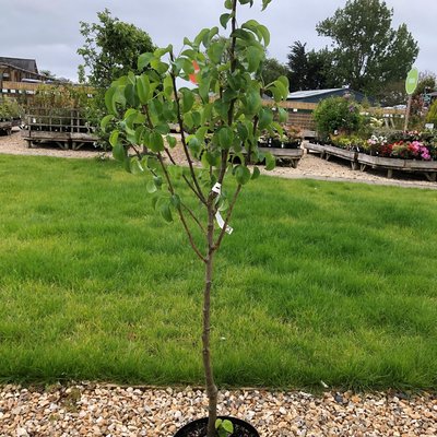 Pear Conference, QE rootstock