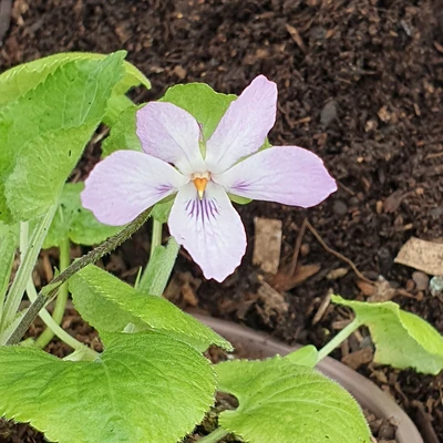 Penny Pink odorata Violet