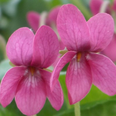Perle Rose Odorata Violet