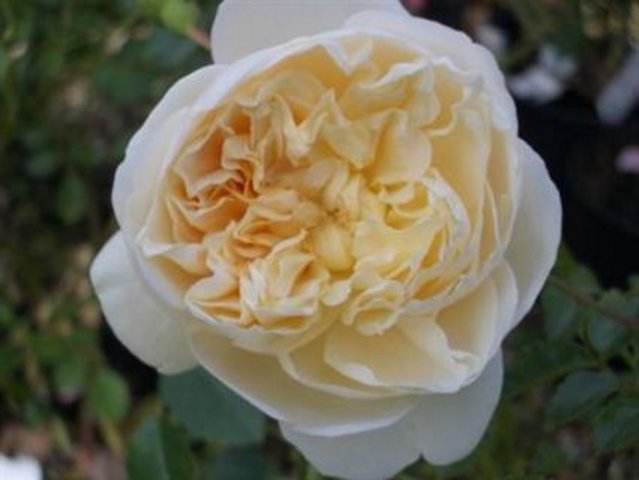 Perpetually Yours Climbing Rose
