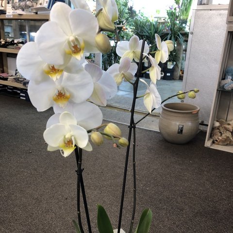 Phalaenopsis Orchid - Houseplant