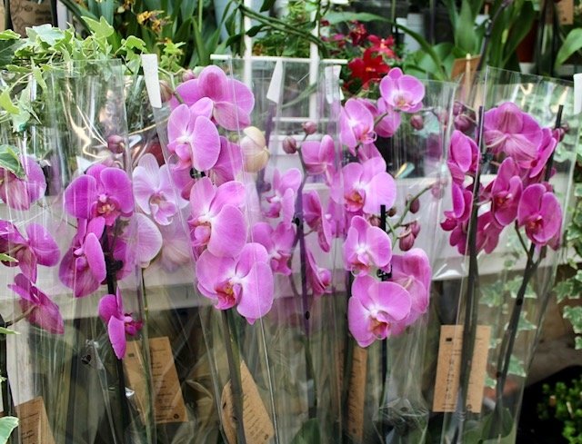 Phalaenopsis Orchid - Houseplant - image 2