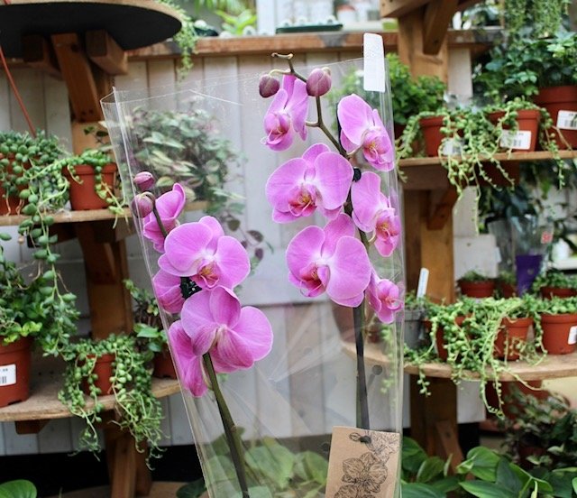 Phalaenopsis Orchid - Houseplant - image 3