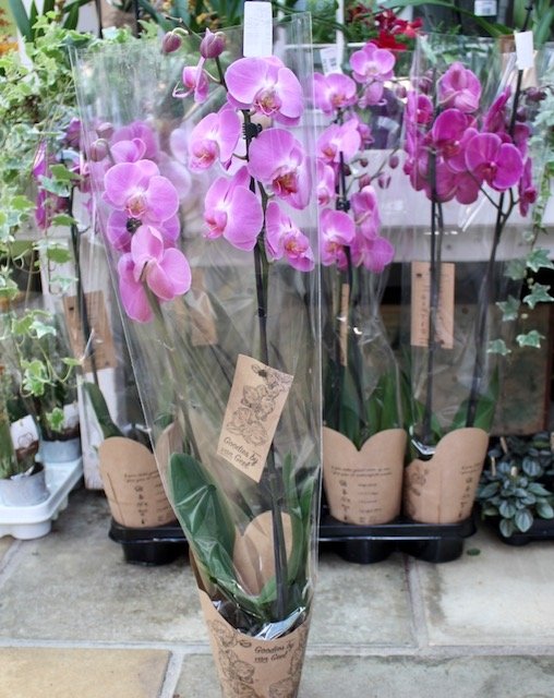 Phalaenopsis Orchid - Houseplant - image 1