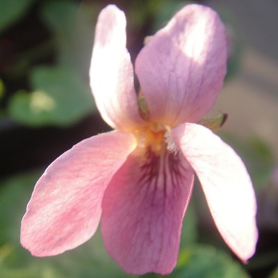 Viola sulphurea 'Phyll Dove' Violet