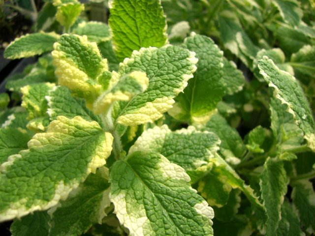 Pineapple Mint Herb 12cm