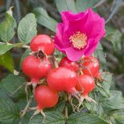Pink Ramanus Rose/ Rosa rugosa