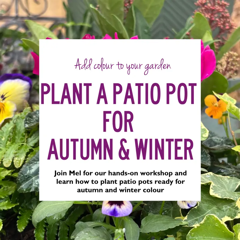 Plant a patio pot for Autumn & Winter Workshop 11 Oct