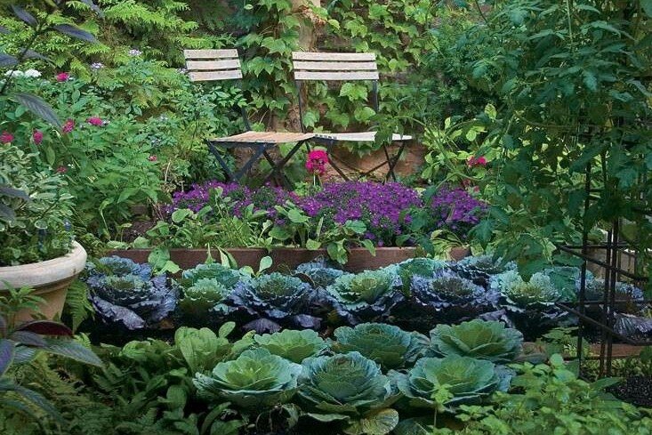 Plant Food & Fertilisers