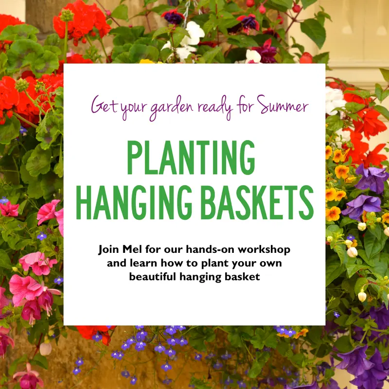 Planting Hanging Baskets Workshop 25 Apr