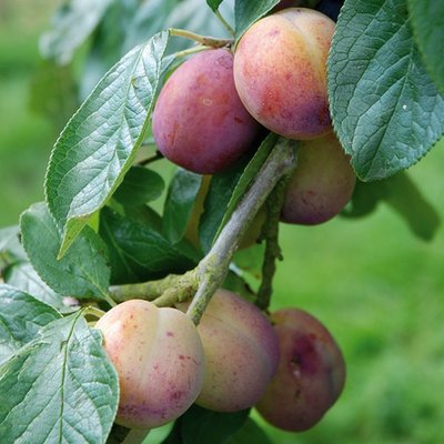 Plum, Victoria, Vva-1 Rootstock