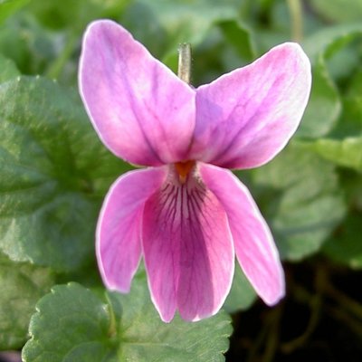 Port Bredy Pink Odorata Violet