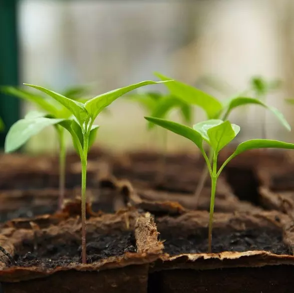 Fibre Pots & Seed Trays