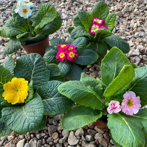Potted mixed coloured Primroses