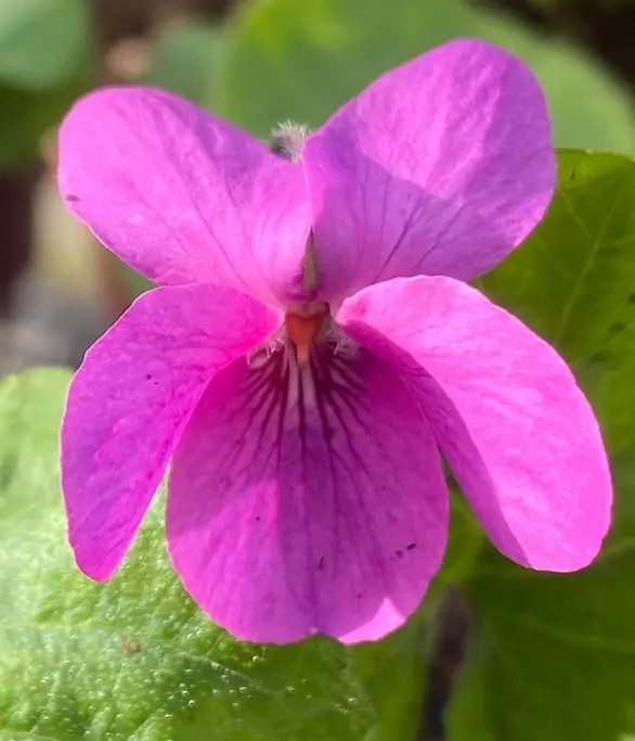 Pratts Magenta odorata Violet