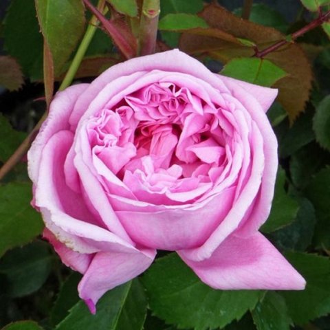 Pretty Jessica - David Austin English Rose