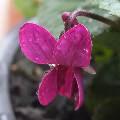 Pretty Red Robyn odorata Violet