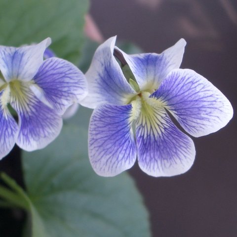 Princeana Sororia Violet