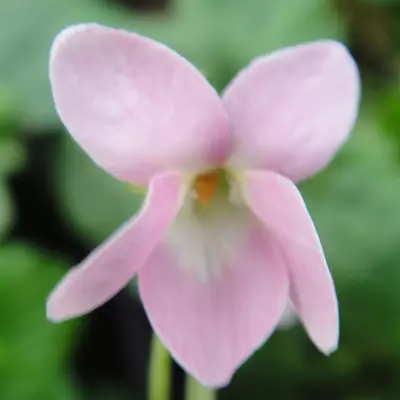 Princess Diana odorata Violet