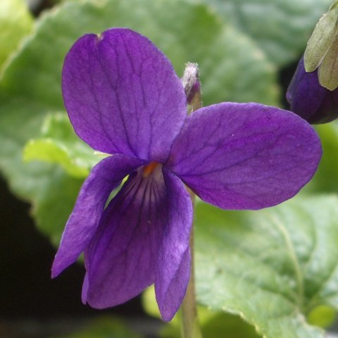 Princess of Prussia Odorata Violet