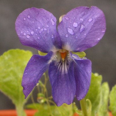 Princess of Wales Odorata Violet