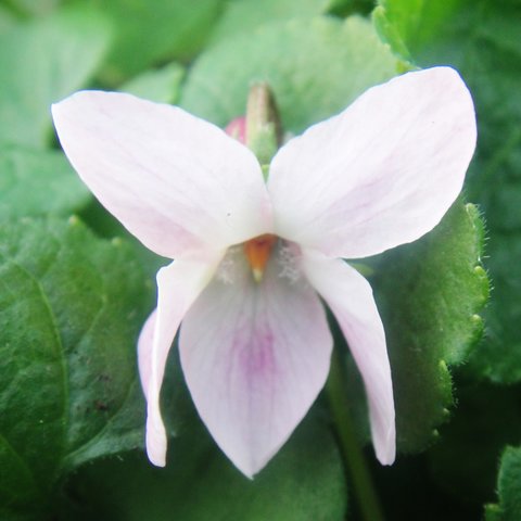 Princess Thirza Odorata Violet