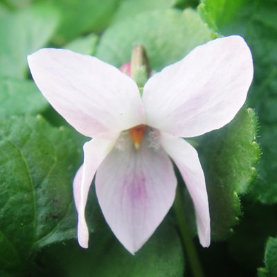 Princess Thirza Odorata Violet