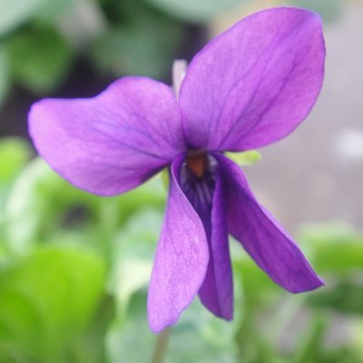 Pritchards Russian Odorata Violet