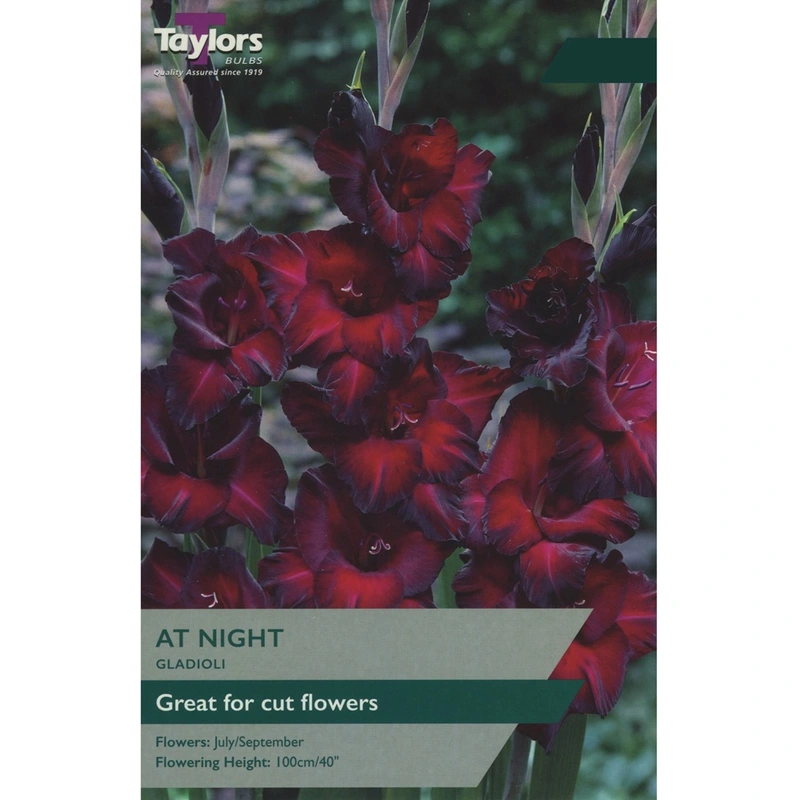 Taylors Gladioli At Night