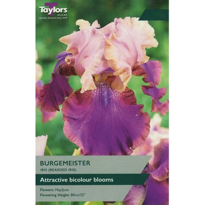 Taylors Iris Burgemeister