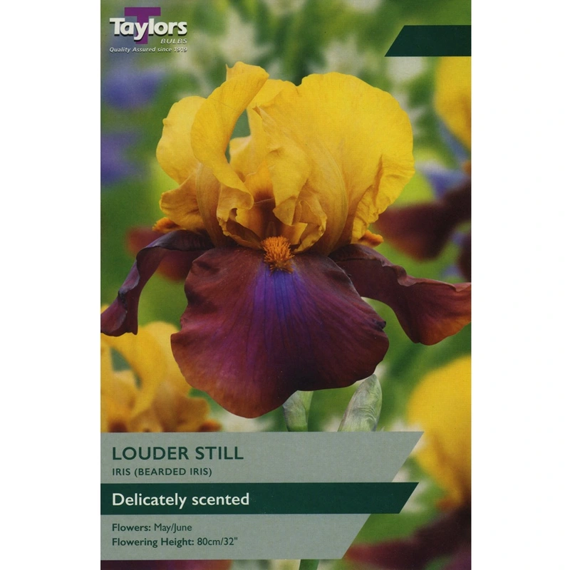 Taylors Iris Louder Still