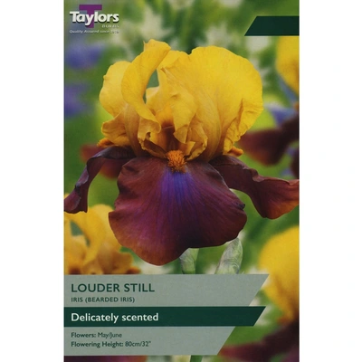 Taylors Iris Louder Still