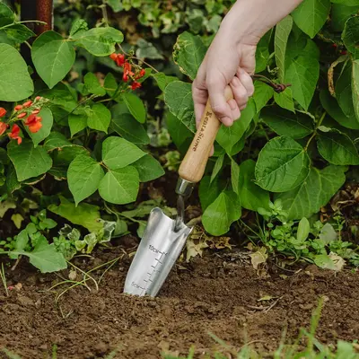 Kent & Stowe Stainless Steel Hand Transplanting Trowel - image 3