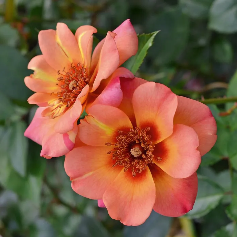 Groundcover Rose Flower Carpet Peach