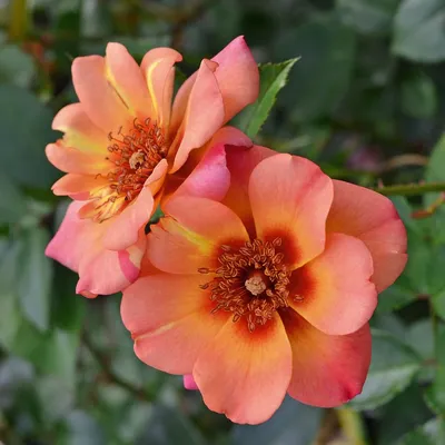 Groundcover Rose Flower Carpet Peach